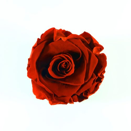 src="flower-box-mini.jpg" alt="mini flowerbox vibrant red biale pudelko top">