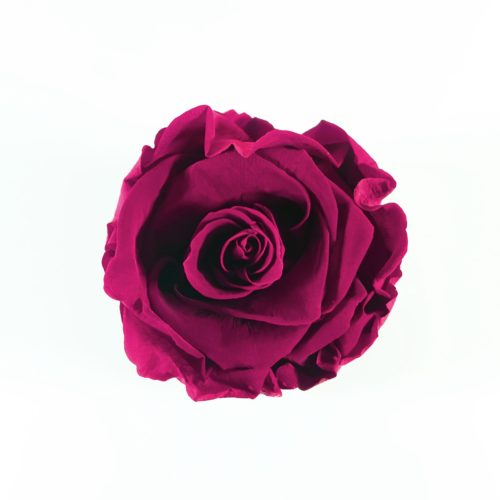 src="flower-box-mini.jpg" alt="mini flowerbox ciemnoróżowa róża top">