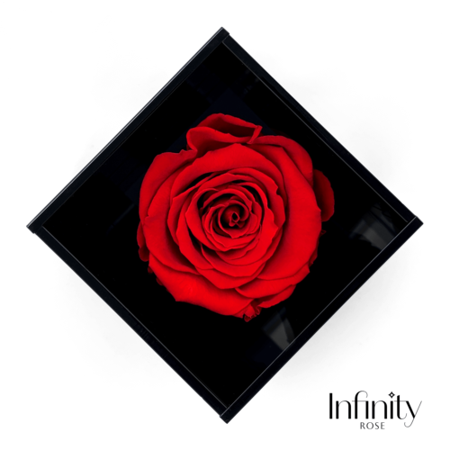 Czarny akrylowy flower box i czerwona wieczna róża Infinity Rose